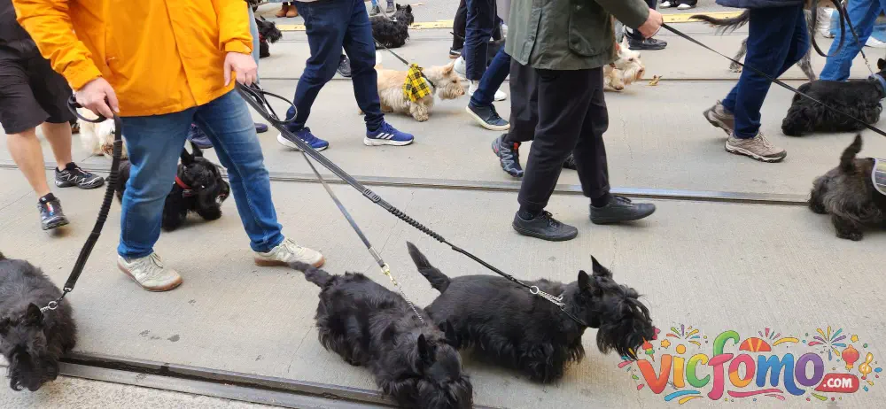 Melbourne  Tartan  Festival  Parade  Dogs  Walking
