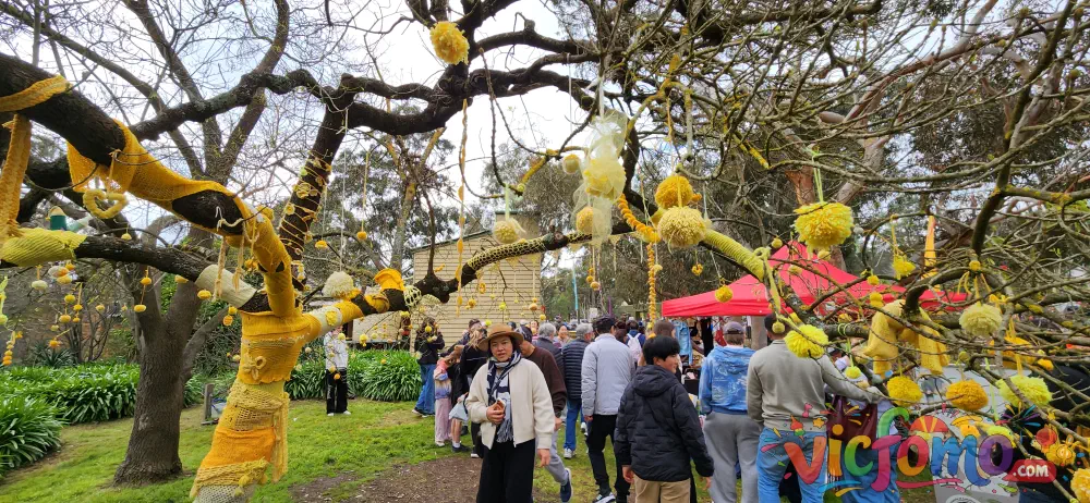 Hurstbridge  Wattle  Festival  Yarn  Decorated  Trees  Visitors
