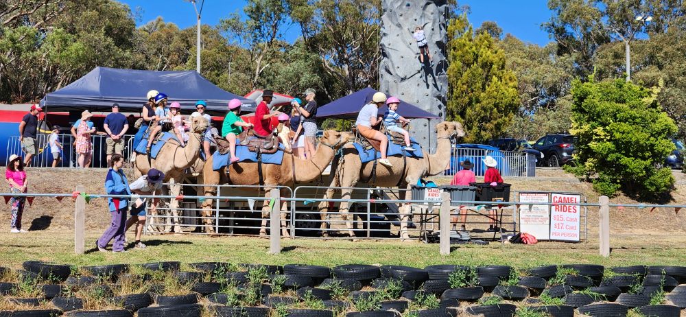Harcourts Applefest Camel Rides