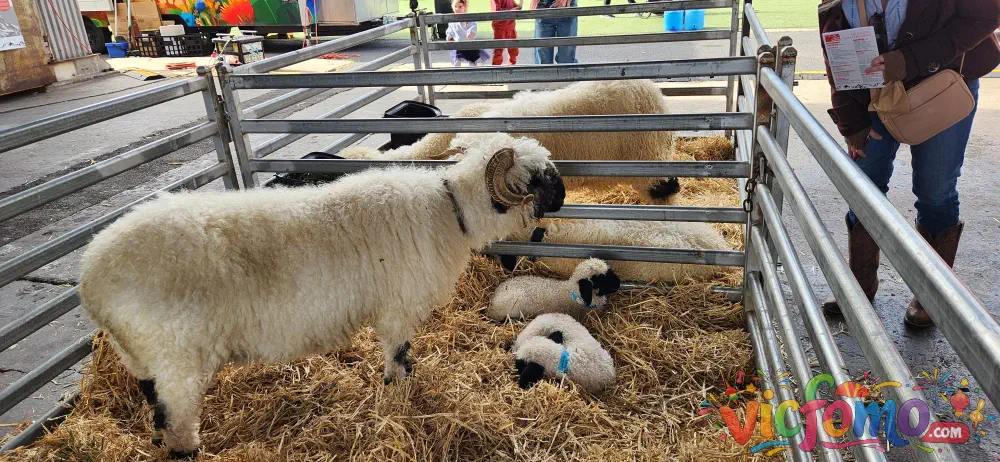 Swiss Festival  Sheep Lambs In Pen