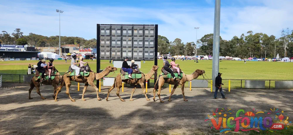Diamond  Creek  Rotary  Town  Fair  Camel  Rides