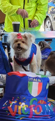 Preston Market Italian Festival  Dogs In Italia Vest  Festival